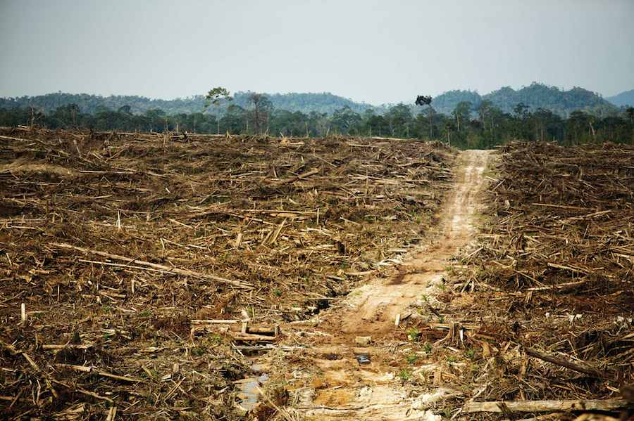 Rainforest destruction in Indonesia from Palm Oil production