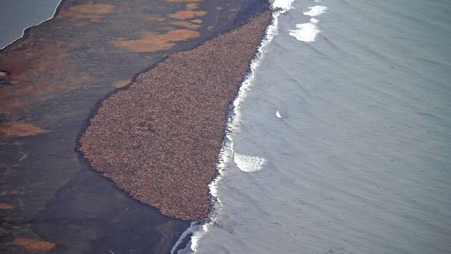 35,000 Walruses are forced ashore because there is no sea ice