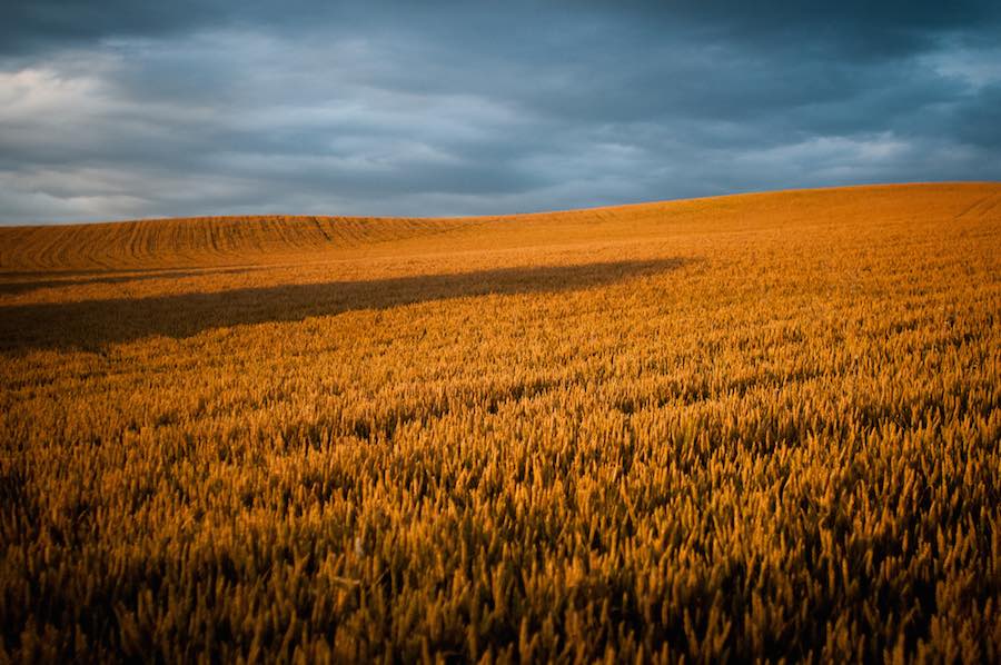 Studies show a link between global warming and reduced nutritional value of some grains