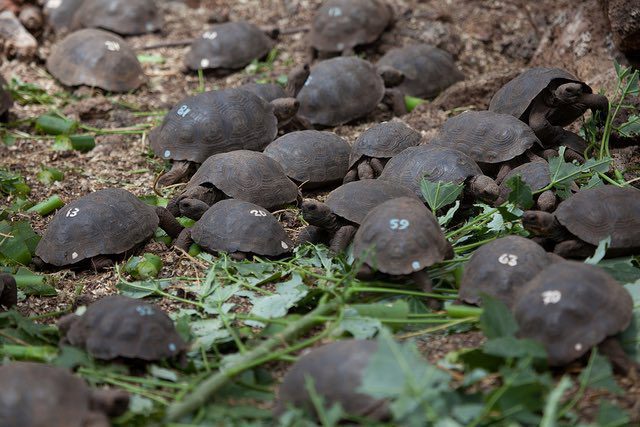 Baby tortoise hatchlings on the island of Pinzón 