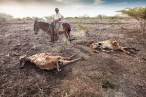 Mikol Antonio Hernández García, cowboy, inspects the dry carcasses of cattle that has died in the drought in San Francisco Libre, Nicaragua. The drought is affecting large areas of Central America. Across Nicaragua hundreds of cattle are dying, wells are drying up and the harvests have failed. Climate change is believed to be responsible for the drought.