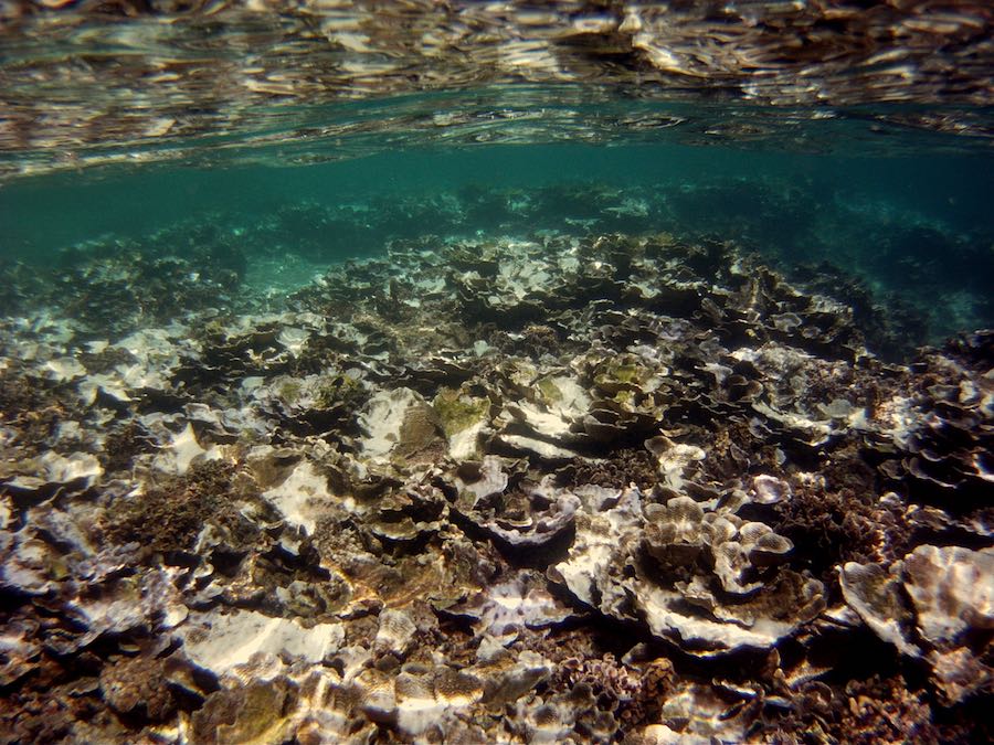 Climate Change, El Niño Prolong Coral Die-off