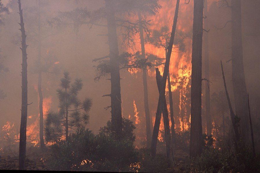 The impact of climate on forests and wildfire