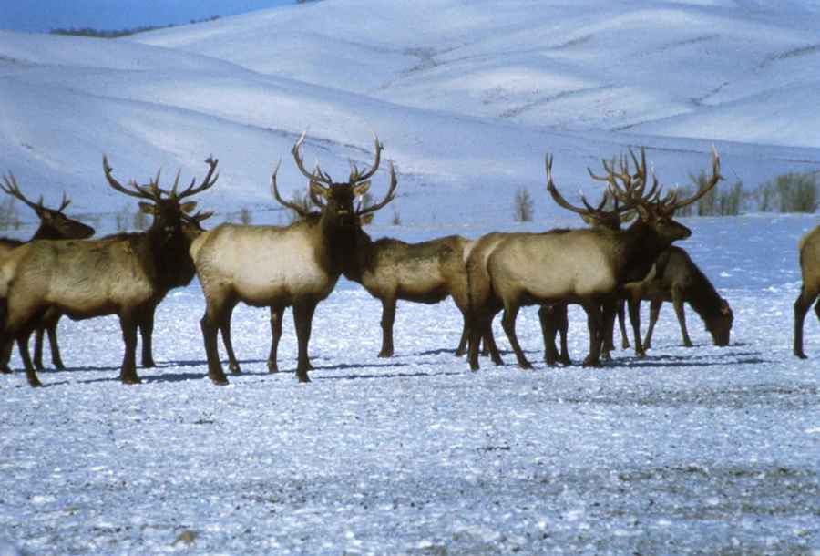 Don't allow drilling in the Arctic National Wildlife Refuge