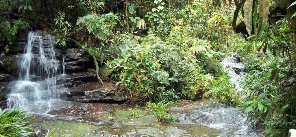 Poseidon Foundation invests in restoration of forests