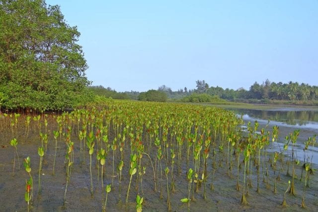 A mangrove undergoing restoration