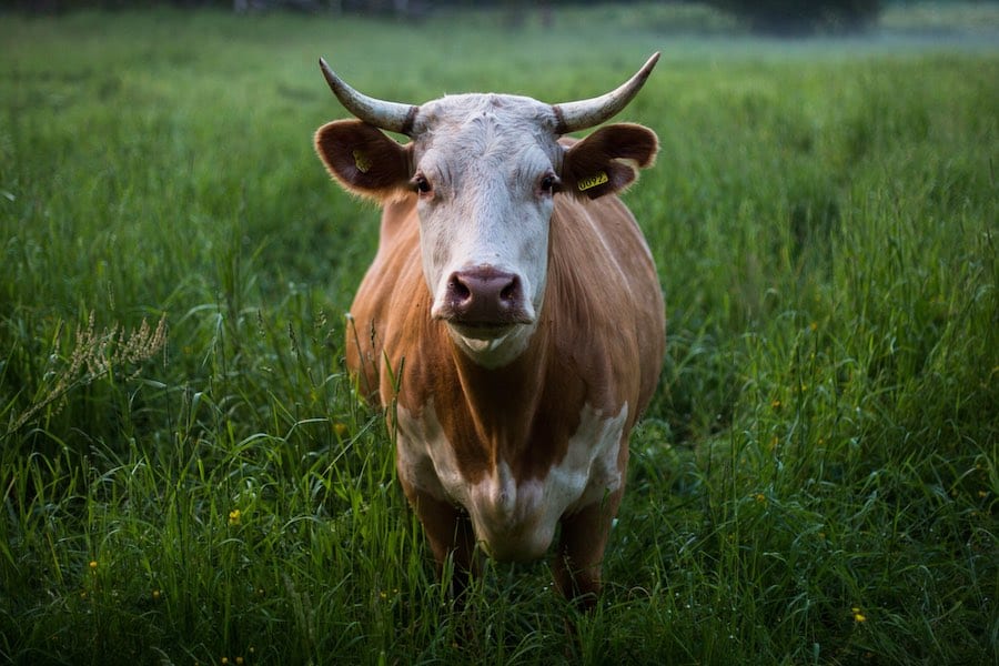 A cow looks back at the camera