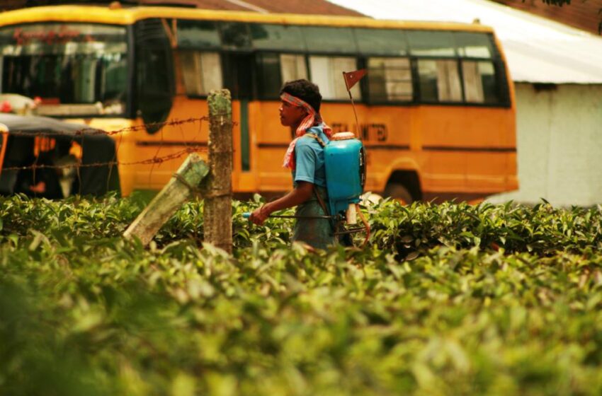  Pesticide Use Affects People of Color the Most