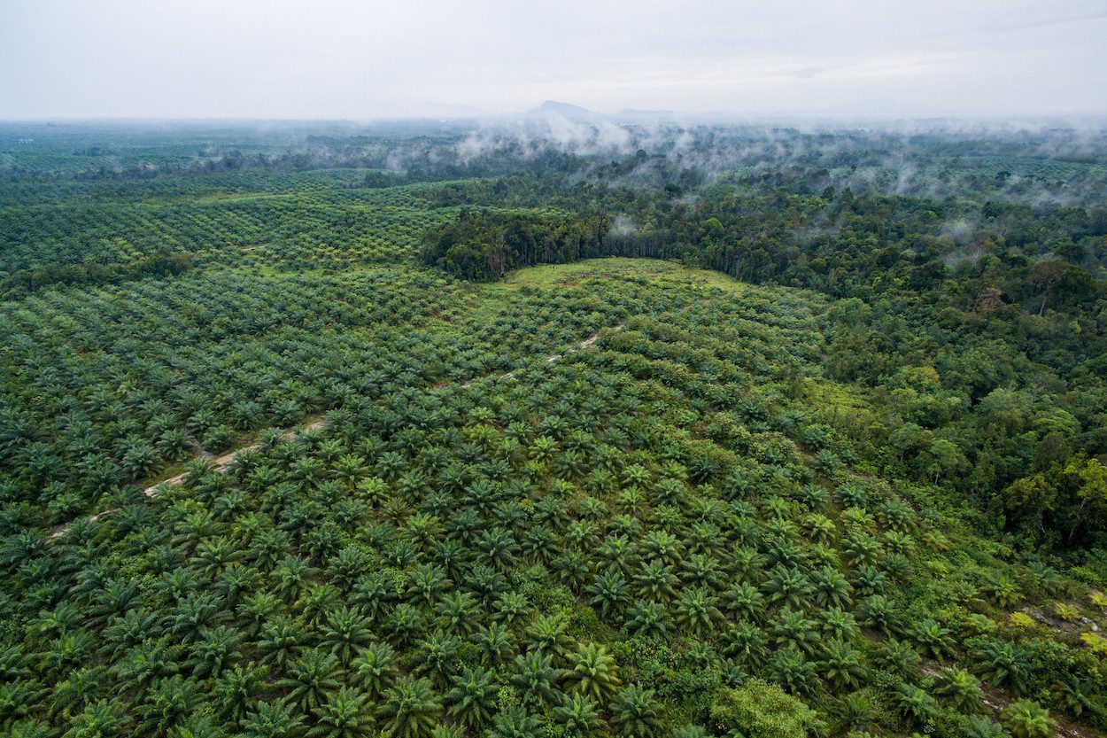 A palm oil plantation encroaches on the rainforest
