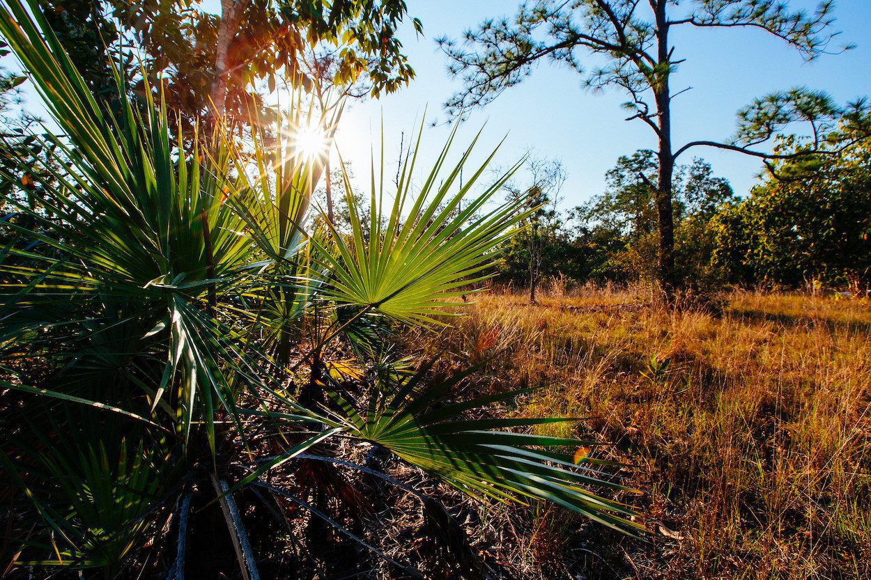 Pine Savannah ecoregion in Belize. One of the world's rare ecoregions.