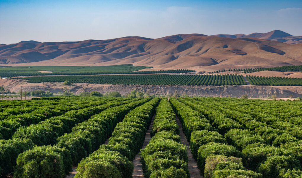 Rows of crops in California's central valley with the coastal range in the background