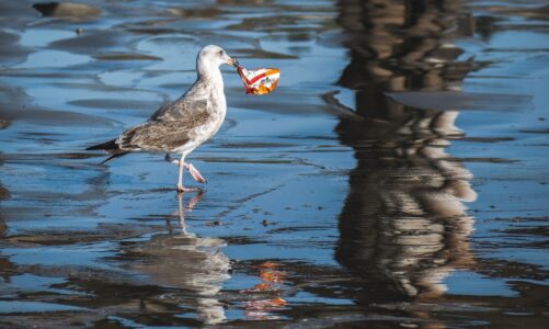 A seabird stands in shallow water with a plastic food wrapper in its beak