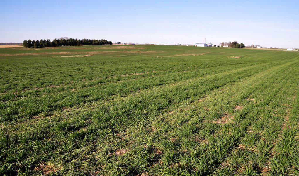 Newly Introduced Legislation Will Help Farmers Plant Cover Crops