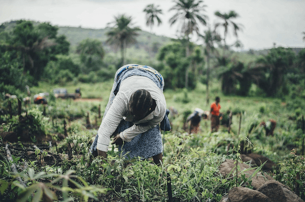 An agricultural worker in a tropical setting bends down to pick crops