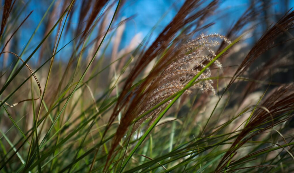 A close up image of wheat stalks blowing in the wind