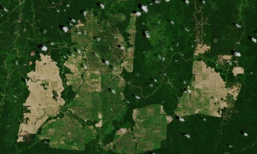A satellite image showing swaths of rainforest destruction from palm oil plantations on the island of Borneo
