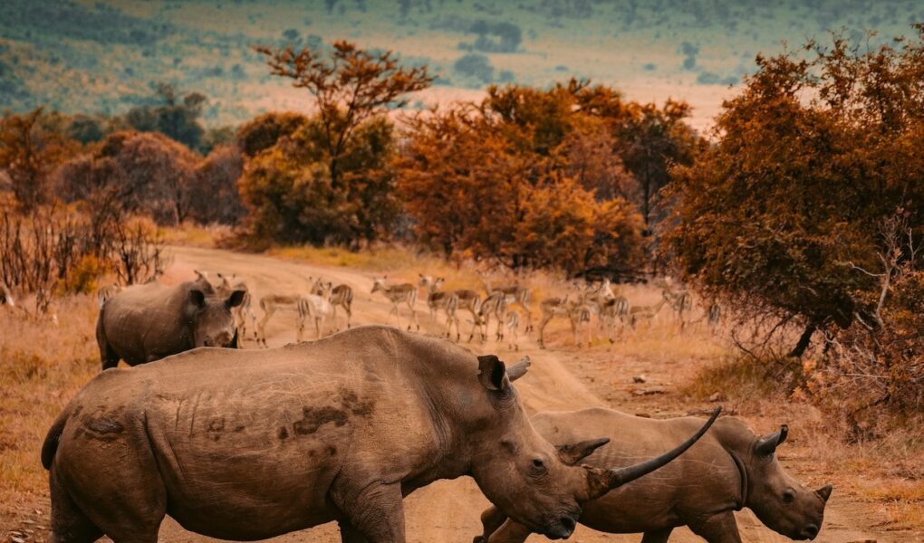 A mother rhinoceros walks along side its young offsrping