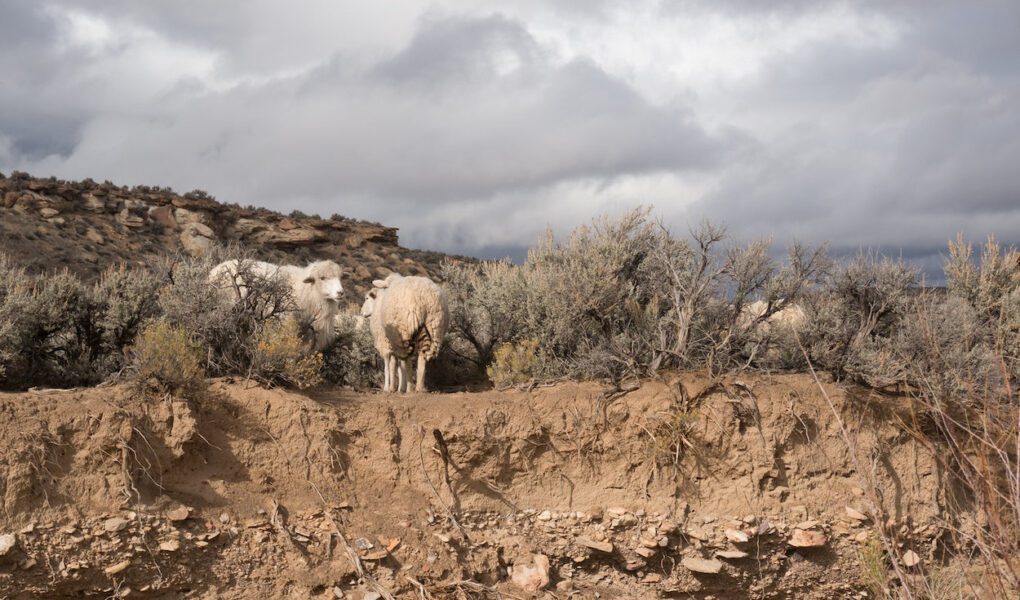 Sheep graze in the wildlands of Black Mesa, Arizona